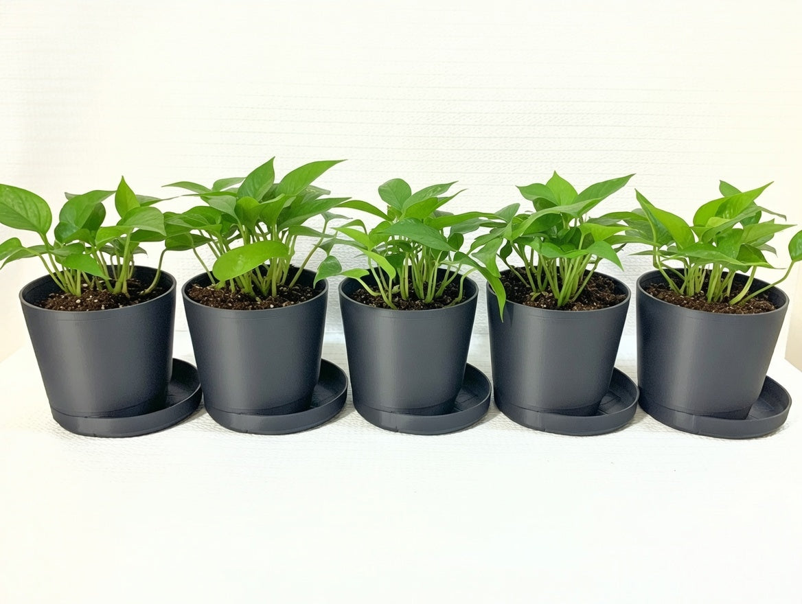 Matte Black Mini Planters | Offset Starburst Saucer Pots